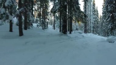 kış orman Panoraması