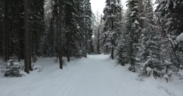 Panorama del bosque de invierno — Vídeos de Stock