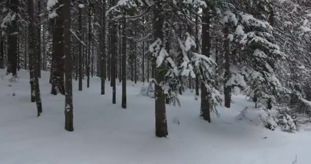 Panorama de la forêt d'hiver — Video