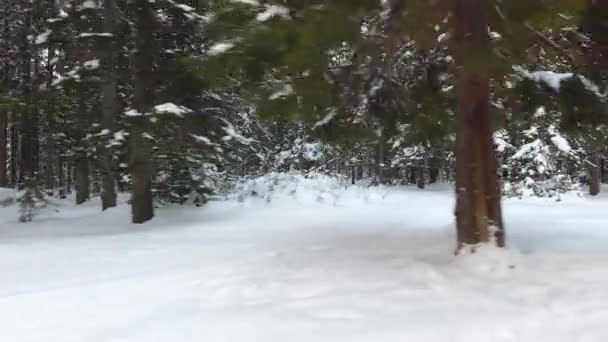 Panorama över vintern skogen — Stockvideo