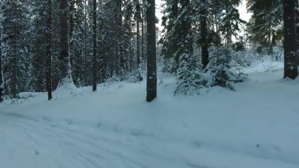 Panorama van de winter forest — Stockvideo