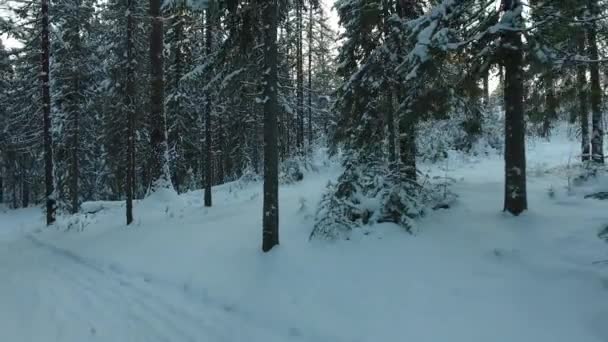 Panorama da floresta de inverno — Vídeo de Stock