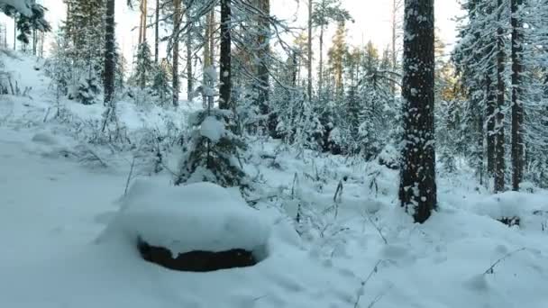 Панорама зимнего леса — стоковое видео