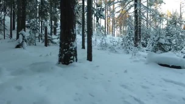 Panorama des Winterwaldes — Stockvideo