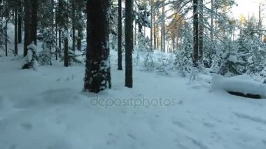 kış orman Panoraması