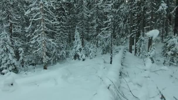Panorama de la forêt d'hiver — Video