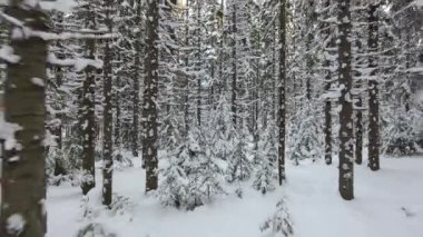 kış orman Panoraması