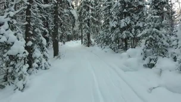 Панорама зимового лісу — стокове відео