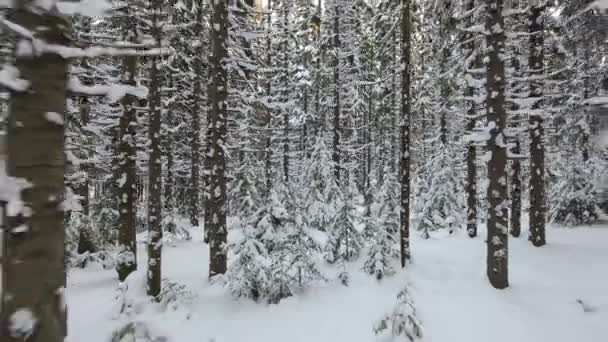 Panorama van de winter forest — Stockvideo