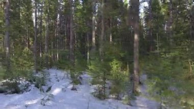 kış orman Panoraması