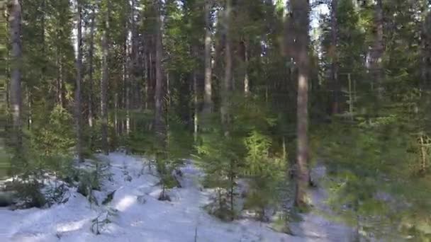 Panorama van de winter forest — Stockvideo