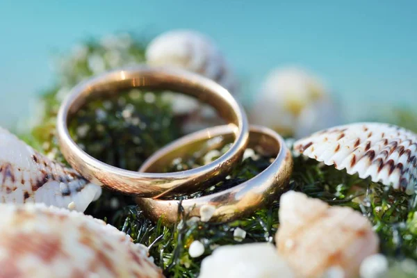 Anéis de casamento perto da concha — Fotografia de Stock