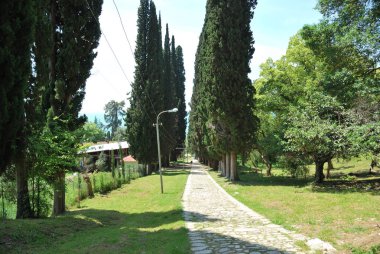 Yaz günü, yüksek ağaçlar ile sokak