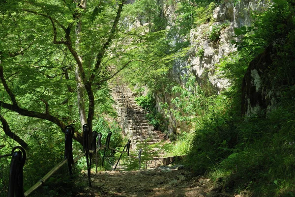 Escadas de pedra na floresta — Fotografia de Stock