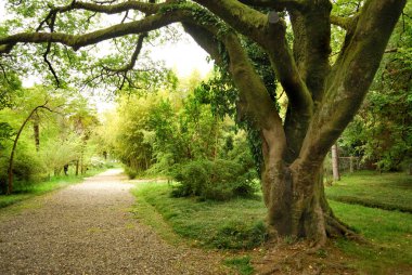 Parktaki büyük ağaç.