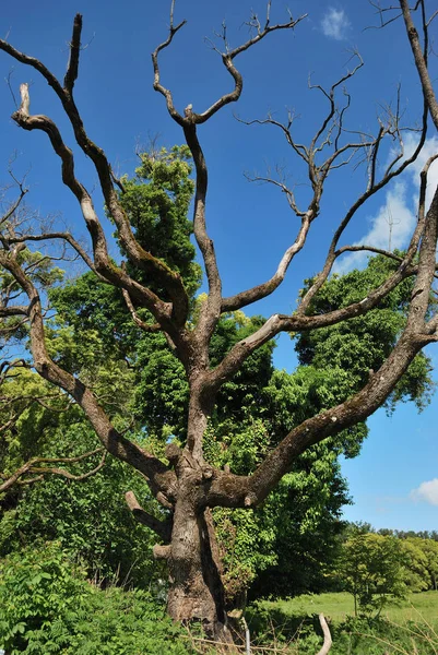 Árbol en el parque en verano día soleado — Foto de Stock