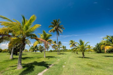 Küba'da sıcak yaz güneşli gün. Park yolu yakınındaki bir yeşil çim alan üzerinde büyüyen palmiye ağaçları ile