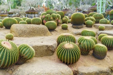 Tropikal yakın çekim görünümünü: s yerel parkta kaktüsler bitkiler