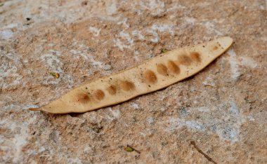 Bitki ve ağaç tohumlarının kurumuş kabukları