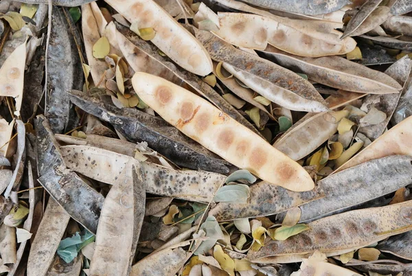 Bitki ve ağaç tohumlarının kurumuş kabukları