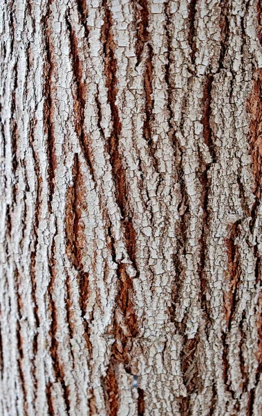 Tree trunk. Bark of tree. Texture