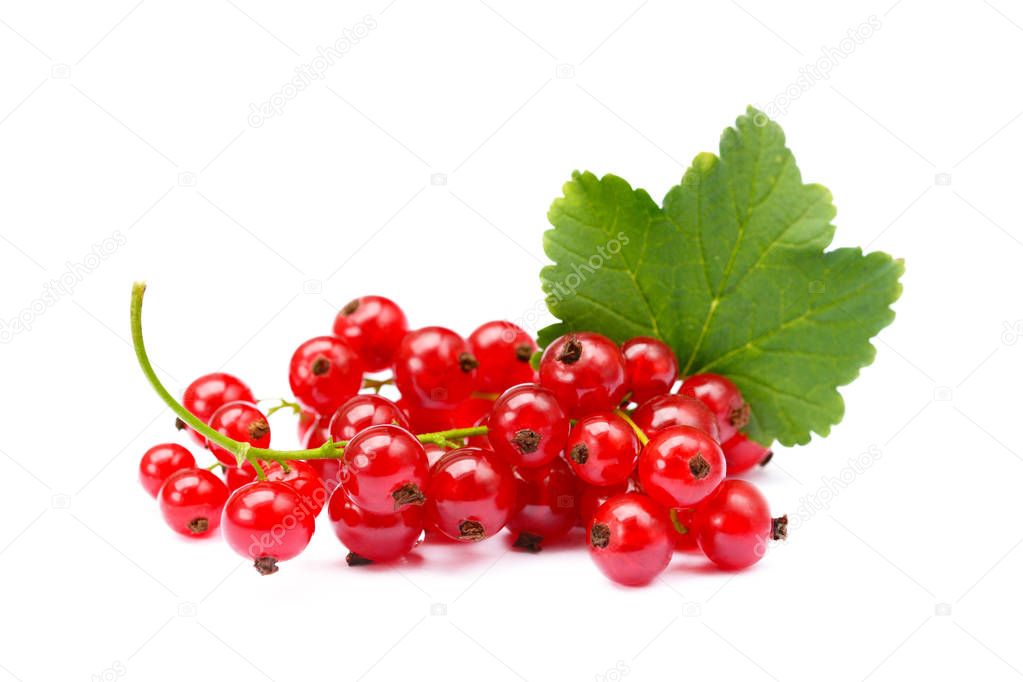 Fresh red currant
