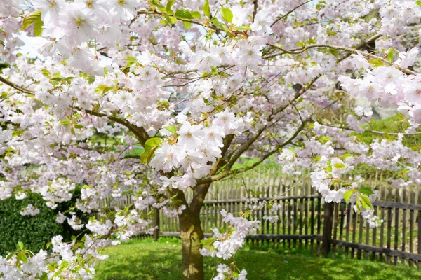 Flower ornamental cherry — Stock Photo, Image