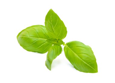 Aromatik yaprak fesleğen