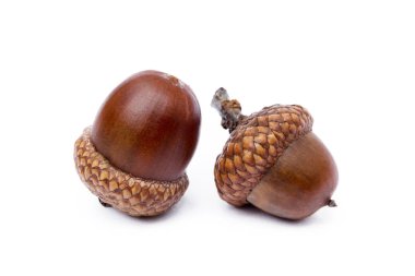 Olgun meşe palamutları beyaz bir arkaplanda izole edilmiş 
