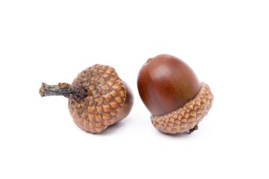 Olgun meşe palamutları beyaz bir arkaplanda izole edilmiş