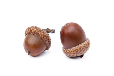Olgun meşe palamutları beyaz bir arkaplanda izole edilmiş