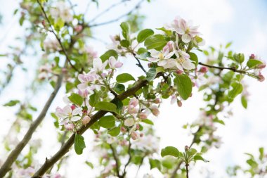 Güzel yakın çekim çiçekler ile çiçeklenme elma ağacı