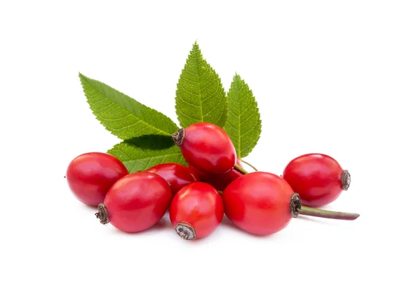 Rosa Canina Matura Isolata Sfondo Bianco — Foto Stock