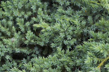 Yeşil çam arka plan