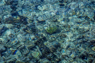 Deniz yüzeyi, mercan