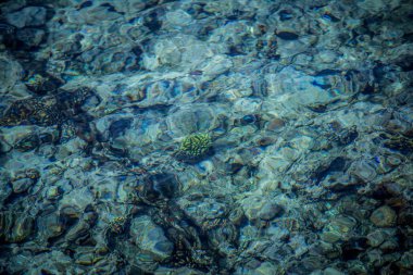 Deniz yüzeyi, mercan