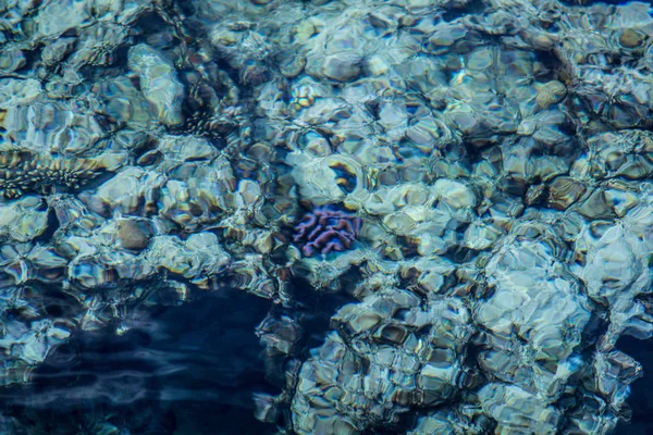 Mořské hladiny, korálový útes — Stock fotografie