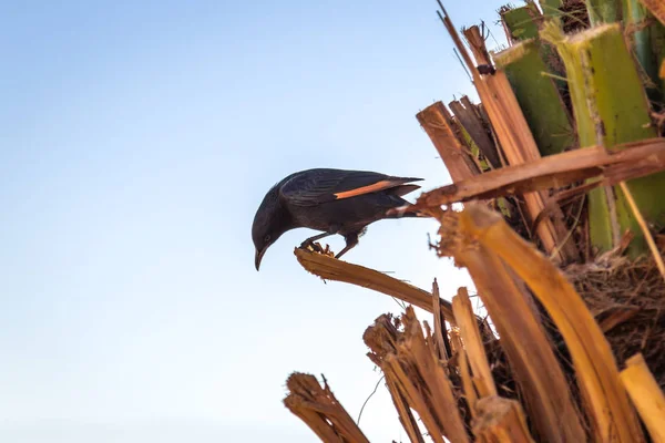 Starling bir palmiye ağacı üzerinde