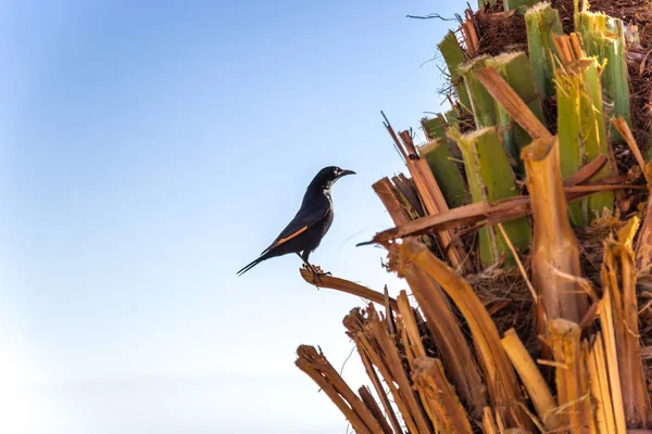 Starling bir palmiye ağacı üzerinde