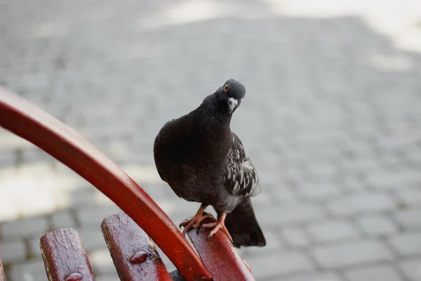 Urban bird, the pigeon — Stock Photo, Image