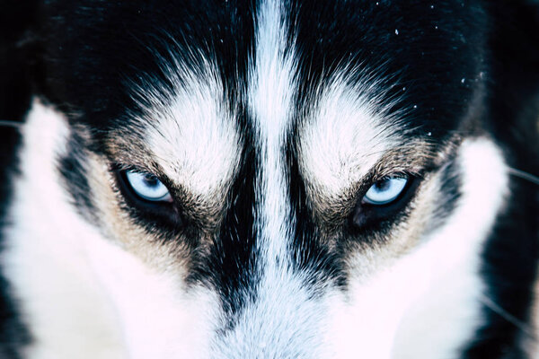 The snout of a dog breed Siberian husky, beautiful blue eyes, winter