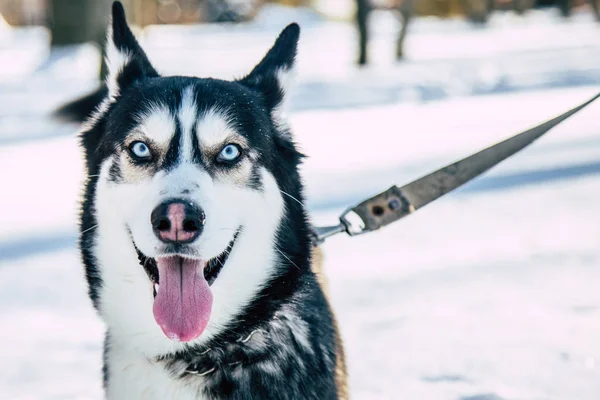 Husky siberiano en invierno —  Fotos de Stock