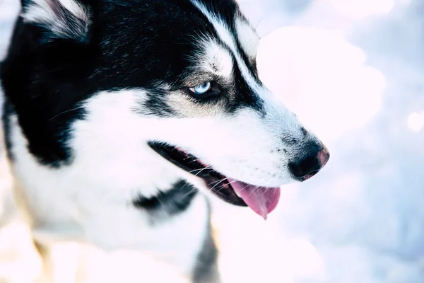 Ojos de husky siberiano —  Fotos de Stock
