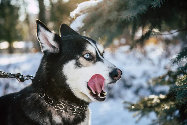 Husky siberiano en invierno —  Fotos de Stock