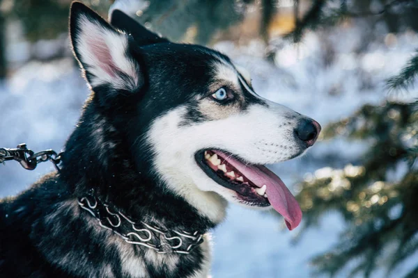 Siberian husky în timpul iernii — Fotografie, imagine de stoc