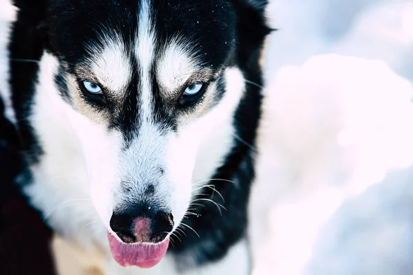 Occhi husky siberiani — Foto Stock