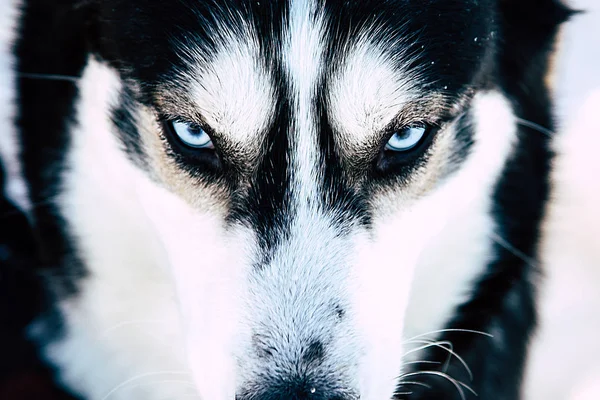 Ojos de husky siberiano —  Fotos de Stock