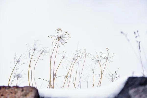 Fiori Secchi Inverno — Foto Stock