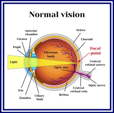 Normal vision. Eyeball structure. clipart