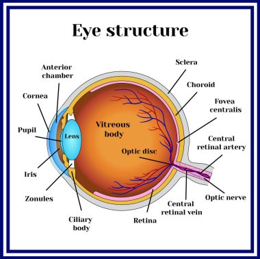 Eyeball structure. Medicine. clipart